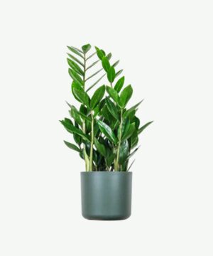 Zz Plants