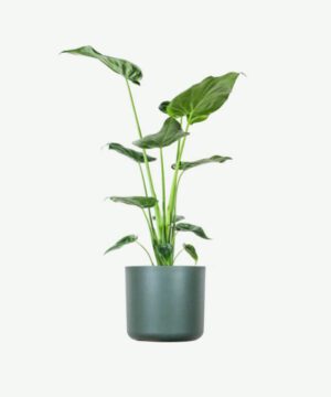 Alocasia Regal Shield