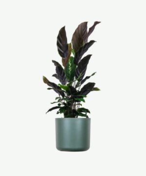 Calathea Rufibarba