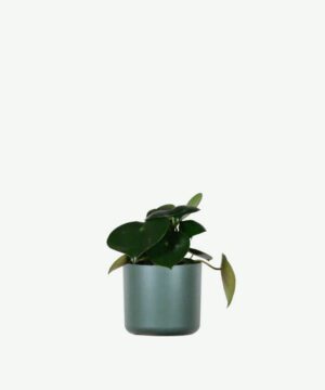 Hoya Obovatum