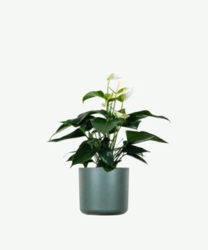 Golden Pothos Pole