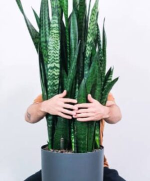 Large Plants