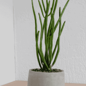 Button Fern2