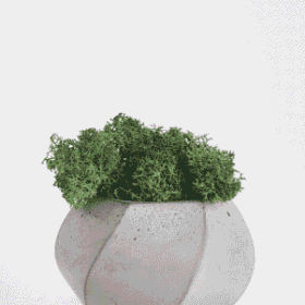 Button Fern