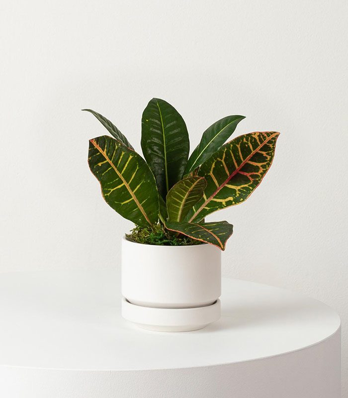 w-indoor-plants-small-1-0 Golden Petra - Image 1