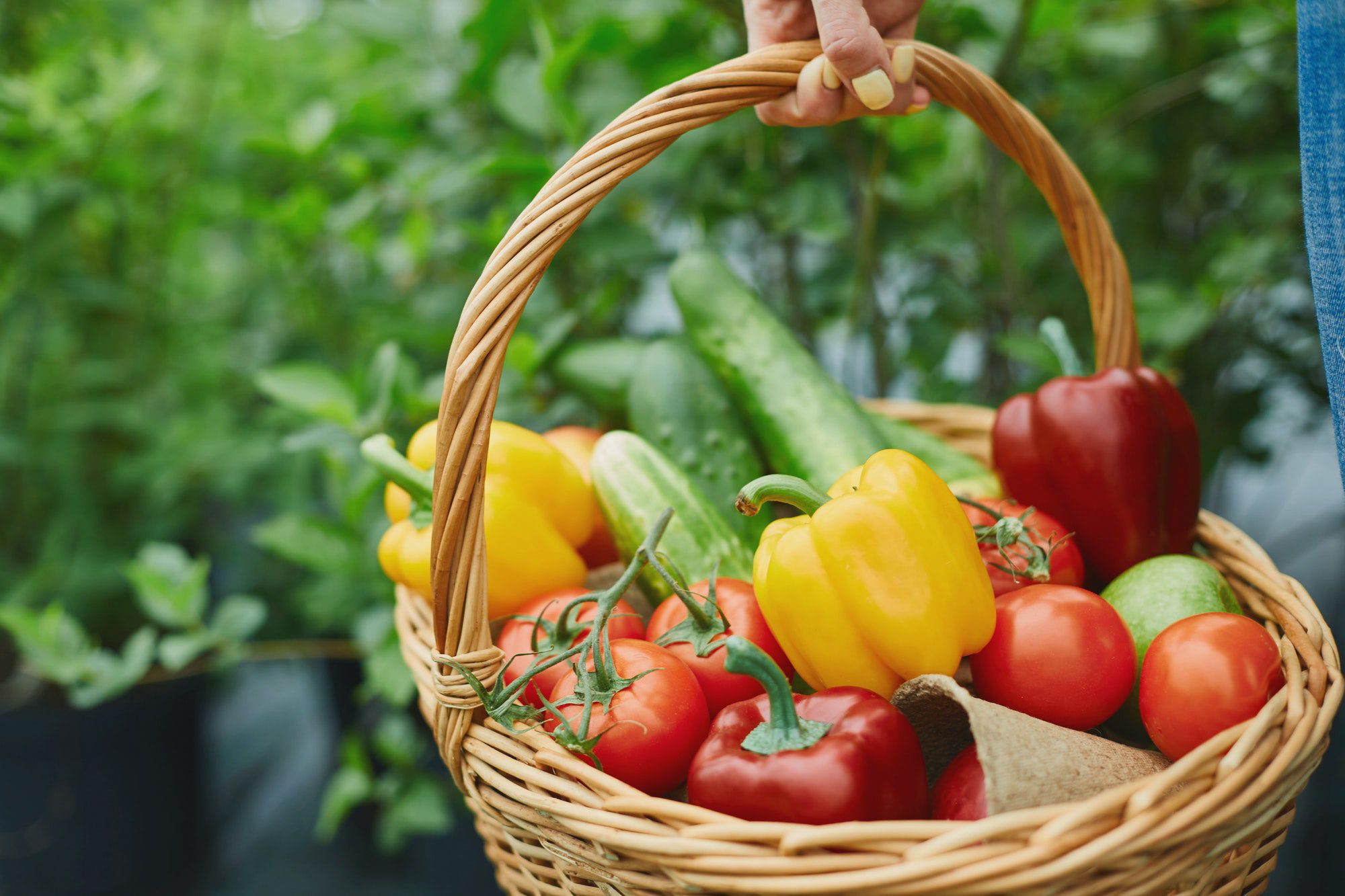 Organic Kitchen Garden