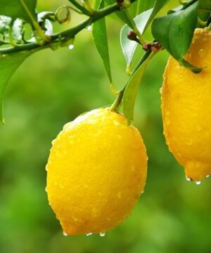 Nelesa Gardening Live Gandharaj Lemon Aromatic Fruit Plant