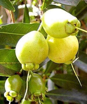 Nelesa Gardening Live Rose Apple Gulab Jamun Syzygium Jambos Fruit Plant