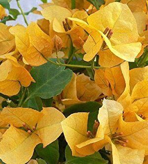 Nelesa Gardening Live Yellow Bougainvillea Flower Plant