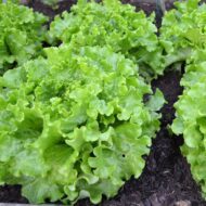 Nelesa Gardening Green Lettuce Vegetable Seed - 50 Seeds Pack - Image 2