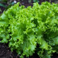 Nelesa Gardening Green Lettuce Vegetable Seed - 50 Seeds Pack - Image 3