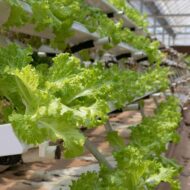 Nelesa Gardening Green Lettuce Vegetable Seed - 50 Seeds Pack - Image 4