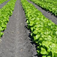 Nelesa Gardening Green Lettuce Vegetable Seed - 50 Seeds Pack - Image 5