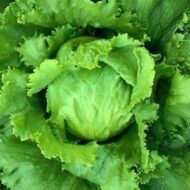 Nelesa Gardening Green Lettuce Vegetable Seed - 50 Seeds Pack - Image 9