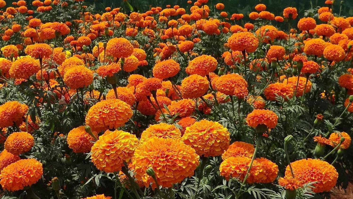 Nelesa Gardening Marigold Seeds Mixed Color Double Flower 50 Seeds Pack - Image 3