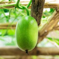 Nelesa Gardening Ash Wax Gourd Petha Seed - 30 Seeds Pack - Image 2