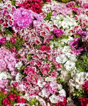 Nelesa Gardening Dianthus Mix Colour Flower Seeds | Sweet William Dianthus barbatus - 50 Mixed Colour Seeds for Beautiful, Fragrant Garden Blooms | Easy-to-Grow, Hardy Perennial Flowers