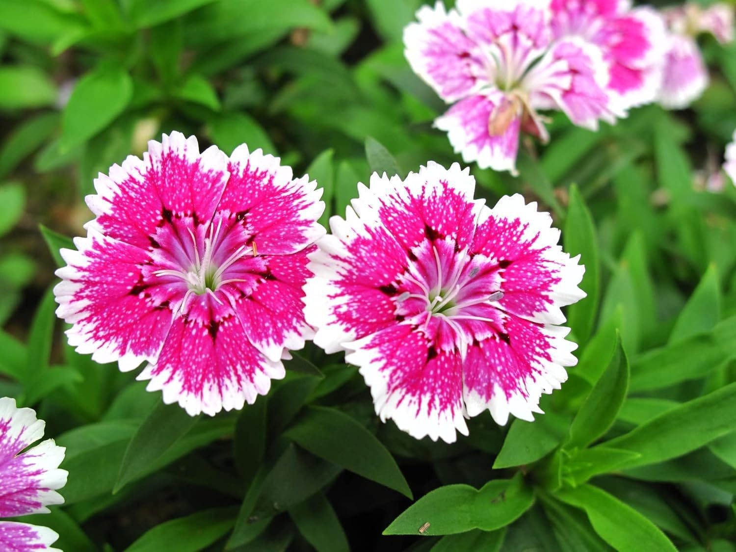 Nelesa Gardening Dianthus Mix Colour Flower Seeds | Sweet William Dianthus barbatus - 50 Mixed Colour Seeds for Beautiful, Fragrant Garden Blooms | Easy-to-Grow, Hardy Perennial Flowers - Image 7