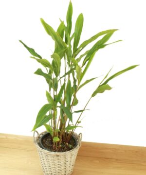 Nelesa Gardening Live Cardamom Chhoti Elachi Illaichi Plant