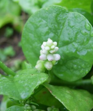 Nelesa Gardening Green Malabar Spinach Alugbati Alukbati Lukbati Basella alba Vine Spinach Ceylon Spinach Vegetable Seed for Home Garden Balcony- 20 Seeds Pack