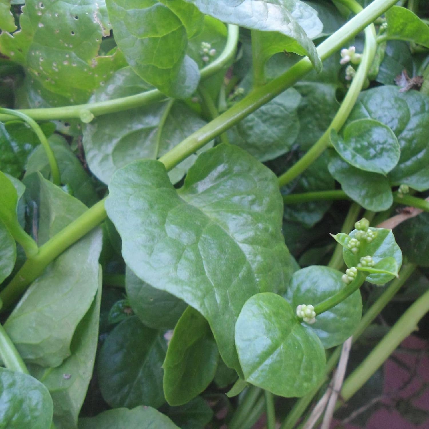 Nelesa Gardening Green Malabar Spinach Alugbati Alukbati Lukbati Basella alba Vine Spinach Ceylon Spinach Vegetable Seed for Home Garden Balcony- 20 Seeds Pack - Image 7