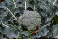 Nelesa Gardening Broccoli Hybrid Vegetable Seed - 20 Seeds Pack - Image 2
