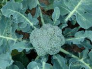 Nelesa Gardening Broccoli Hybrid Vegetable Seed - 20 Seeds Pack - Image 5