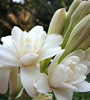 Nelesa Gardening Rajanigandha Tuberose Double Flowering Bulbs 5 Bulbs