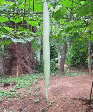 Nelesa Gardening Snake Gourd | Serpent Gourd | Chichinda | Chichinga Vegetable Seeds | 25 Seeds