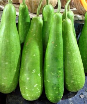Nelesa Gardening Long Bottle Gourd Seed Lauki Lau Calabash Vegetable Seed - 25 Seeds Pack