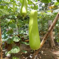 Nelesa Gardening Long Bottle Gourd Seed Lauki Lau Calabash Vegetable Seed - 25 Seeds Pack - Image 4