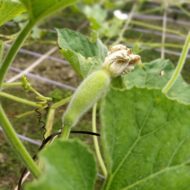 Nelesa Gardening Long Bottle Gourd Seed Lauki Lau Calabash Vegetable Seed - 25 Seeds Pack - Image 7