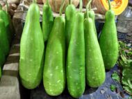 Nelesa Gardening Long Bottle Gourd Seed Lauki Lau Calabash Vegetable Seed - 25 Seeds Pack - Image 9