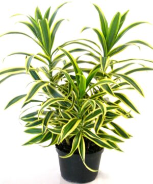 Nelesa Gardening Live Song Of India Plant Dracaena Reflexa Plant