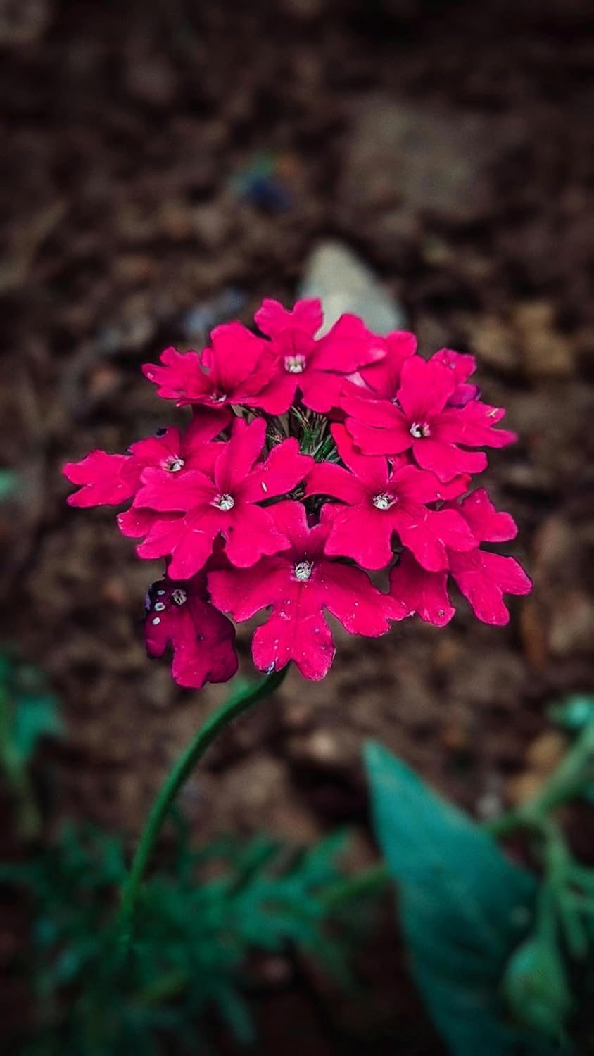 Nelesa Gardening Verbena Mixed Color Flower Seeds – 50 Premium Seeds for Vibrant Blooms | All-Season, Easy-to-Grow Flower Seeds for Home Gardens, Patios & Balconies - Image 7