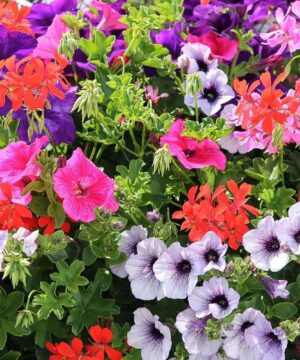 Nelesa Gardening Petunia grandiflora Mixed Colour Hybrid Flower Seed - Pack of 50 Seeds