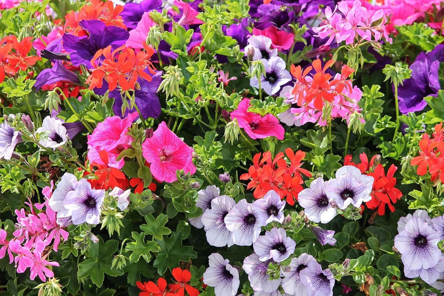 Nelesa Gardening Petunia grandiflora Mixed Colour Hybrid Flower Seed - Pack of 50 Seeds