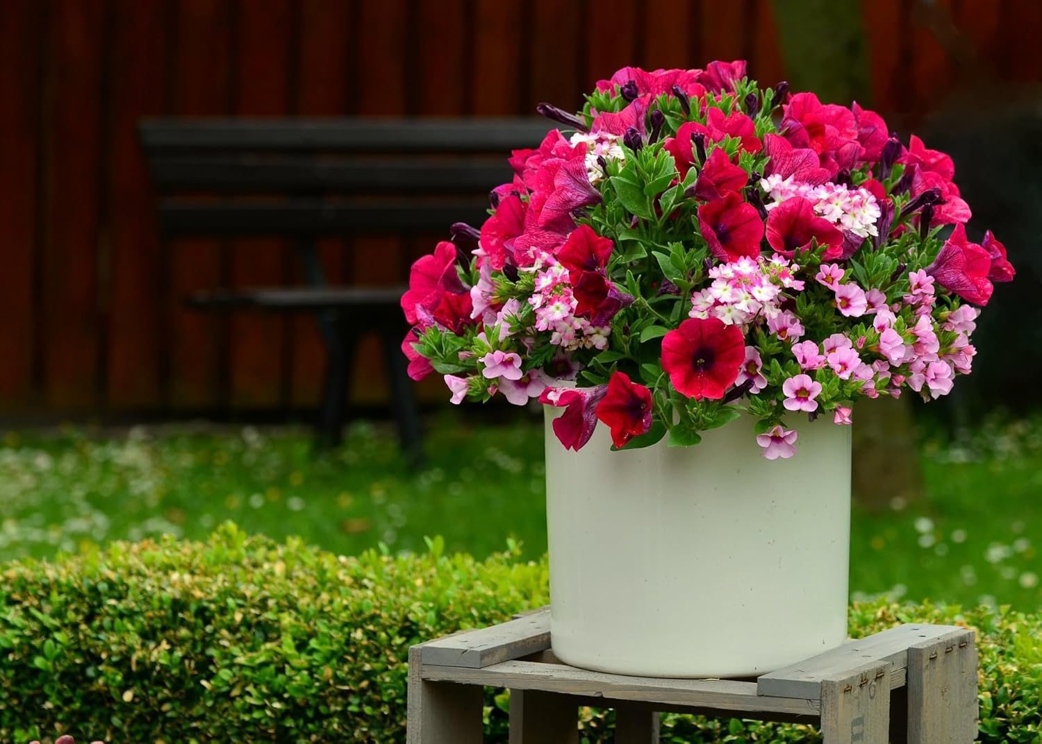 Nelesa Gardening Petunia grandiflora Mixed Colour Hybrid Flower Seed - Pack of 50 Seeds - Image 5