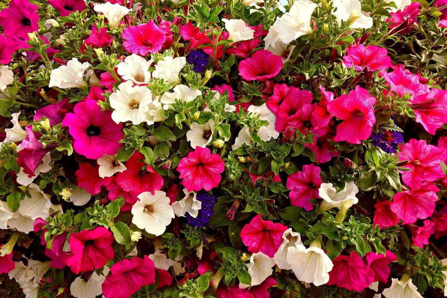 Nelesa Gardening Petunia grandiflora Mixed Colour Hybrid Flower Seed - Pack of 50 Seeds - Image 6