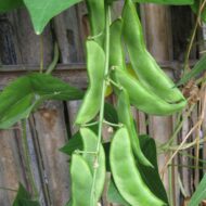 Creative Farmer Flat Lima Bean Green Sem Seeds 20 Seeds - Image 3