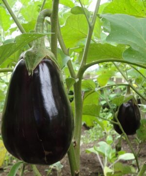 Nelesa Gardening Black Beauty Brinjal Hybrid Seeds 50 Seeds Pack for Home Gardeners