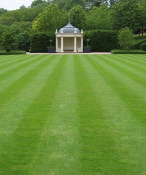 Nelesa Gardening Lawn Grass 1 Kg Seeds