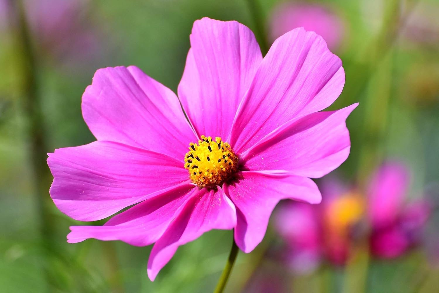 Nelesa Gardening Cosmos Flower Hybrid Mix Colour Seed - 40 Seeds Pack
