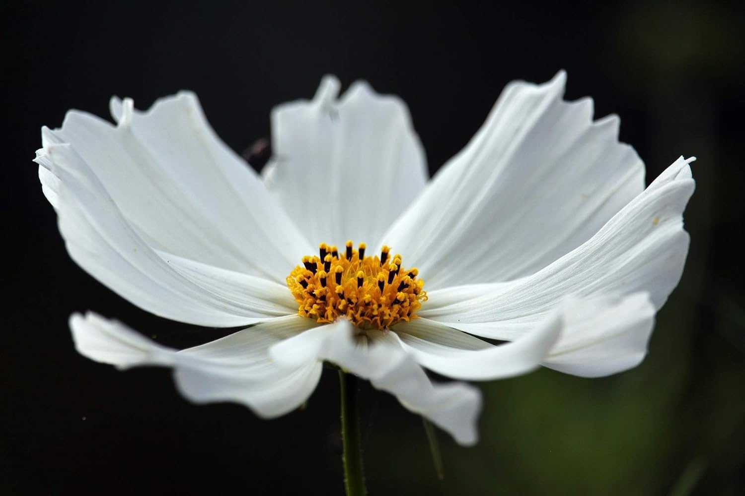 Nelesa Gardening Cosmos Flower Hybrid Mix Colour Seed - 40 Seeds Pack - Image 3