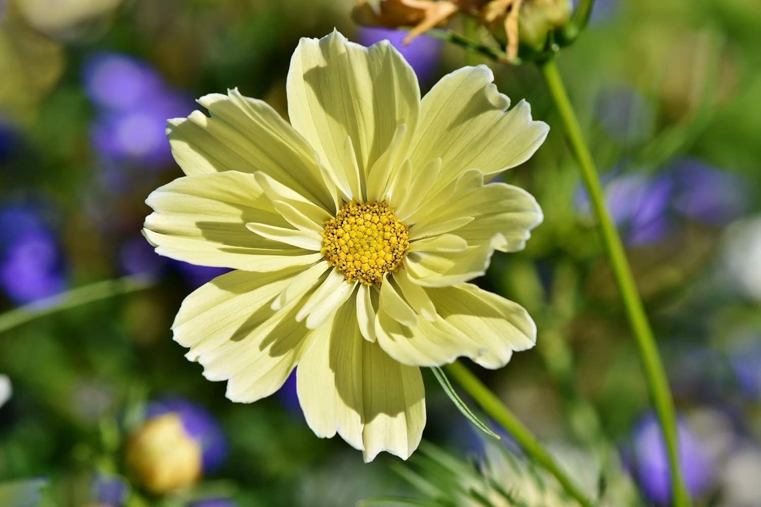Nelesa Gardening Cosmos Flower Hybrid Mix Colour Seed - 40 Seeds Pack - Image 4
