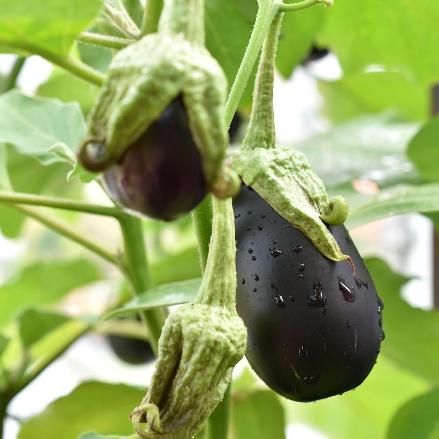 Nelesa Gardening Black Beauty Brinjal Hybrid Seeds 50 Seeds Pack for Home Gardeners - Image 3