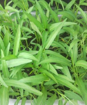 Nelesa Gardening Water Spinach Seeds (Kangkong) – 100 Non-GMO High Germination Seeds | Fast-Growing Leafy Vegetable for Kitchen Garden, Balcony, Hydroponic & Soil Cultivation