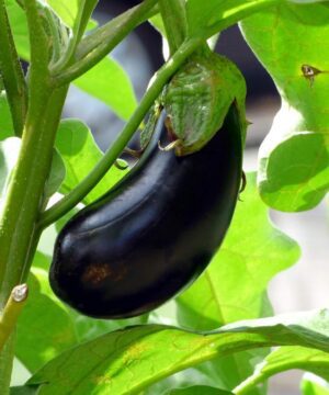 Nelesa Gardening Brinjal Black Big Eggplant Seeds 50 seeds