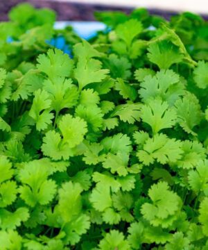 Nelesa Gardening Coriander Cilantro Vegetable Seed for Home Garden 100 seeds Pack