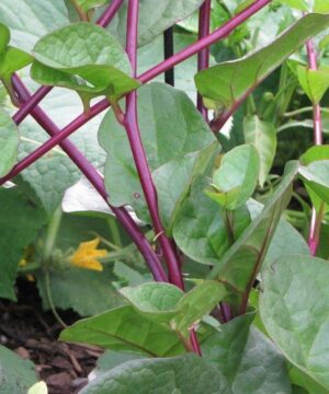 Nelesa Gardening Red Malabar Spinach Seeds (20-Seeds)